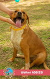 adoptable Dog in  named WALKER