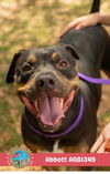 adoptable Dog in  named ABBOTT