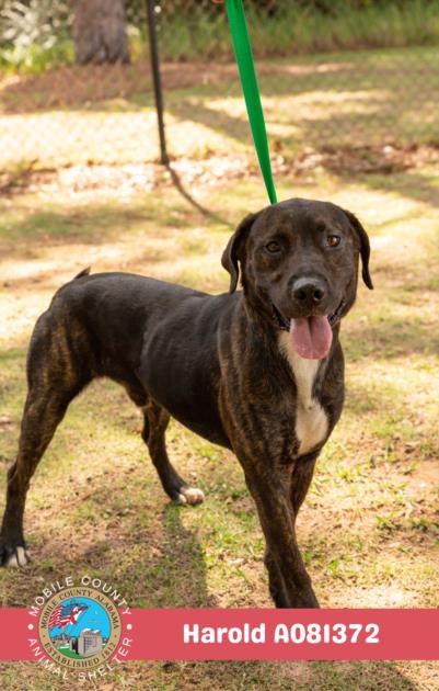 adoptable Dog in Mobile, AL named HAROLD