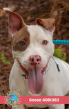 adoptable Dog in Mobile, AL named GOOSE