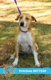 adoptable Dog in Mobile, AL named PRECIOUS