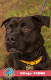 adoptable Dog in  named DILLINGER