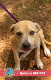 adoptable Dog in  named QUEENIE