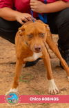 adoptable Dog in  named CHICO
