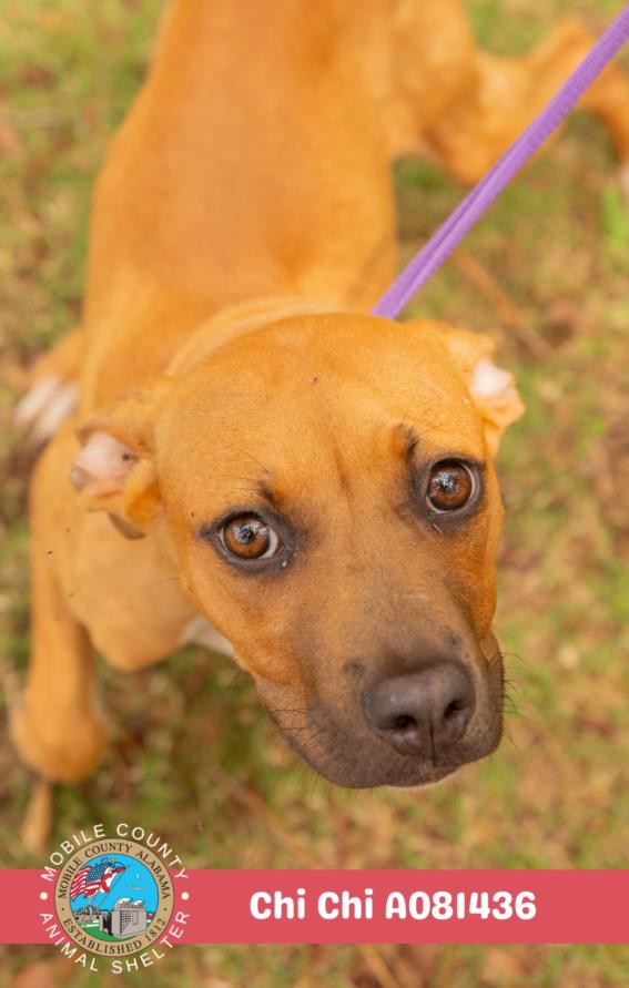 adoptable Dog in Mobile, AL named CHICHI