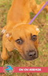 adoptable Dog in  named CHICHI