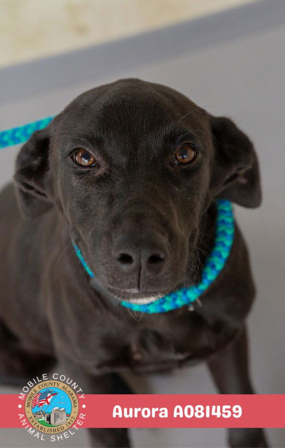 adoptable Dog in Mobile, AL named AURORA