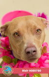 adoptable Dog in  named BLAIR
