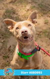 adoptable Dog in  named STARR