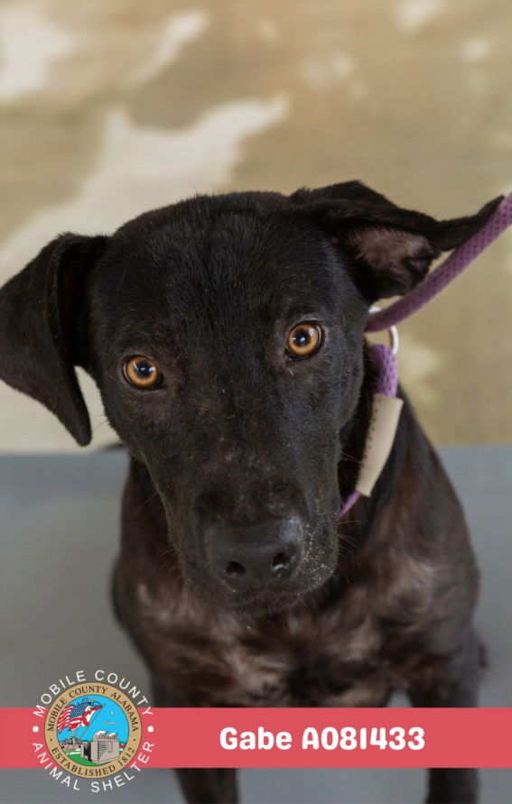 adoptable Dog in Mobile, AL named GABE