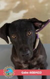 adoptable Dog in  named GABE