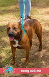 adoptable Dog in  named DUSTY