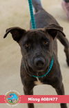adoptable Dog in  named MISSY