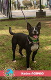 adoptable Dog in  named HADES