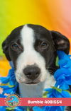 adoptable Dog in Mobile, AL named BUMBLE