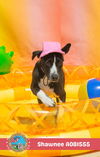 adoptable Dog in Mobile, AL named SHAWNEE