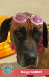 adoptable Dog in  named MARGIE