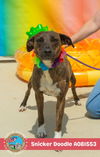 adoptable Dog in  named SNICKER DOODLE