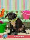 adoptable Dog in  named CAL