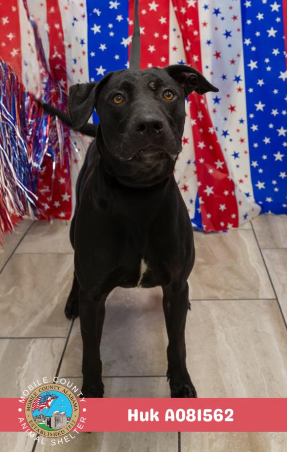 adoptable Dog in Mobile, AL named HUK