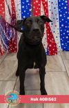 adoptable Dog in Mobile, AL named HUK
