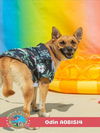 adoptable Dog in Mobile, AL named ODIN