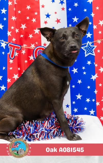 adoptable Dog in Mobile, AL named OAK