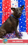 adoptable Dog in Mobile, AL named OAK