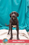 adoptable Dog in Mobile, AL named HOUN