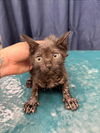 adoptable Cat in Mobile, AL named NOIR