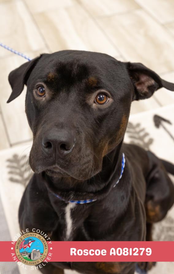 adoptable Dog in Mobile, AL named ROSCOE