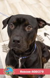 adoptable Dog in  named ROSCOE