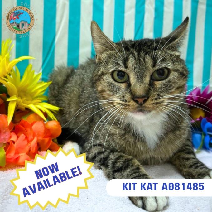 adoptable Cat in Mobile, AL named KIT KAT