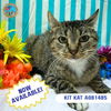 adoptable Cat in Mobile, AL named KIT KAT