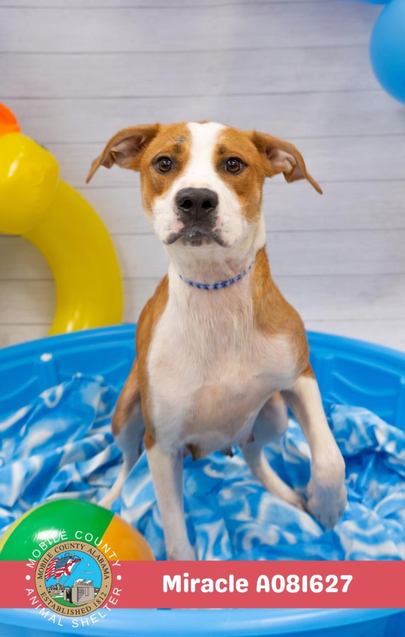 adoptable Dog in Mobile, AL named MIRACLE