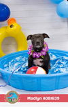 adoptable Dog in  named MADLYN