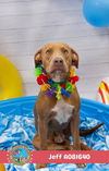 adoptable Dog in Mobile, AL named JEFF