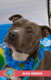 adoptable Dog in  named ARNIE