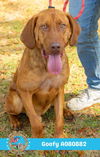 adoptable Dog in Mobile, AL named GOOFY