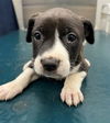 adoptable Dog in  named BABY