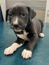 adoptable Dog in  named BAMBI