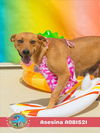 adoptable Dog in Mobile, AL named ASESINA