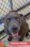 adoptable Dog in  named CASANOVA