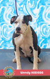 adoptable Dog in  named WENDY
