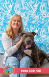 adoptable Dog in  named KOBA