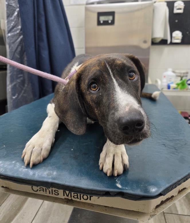 adoptable Dog in Mobile, AL named DOUG