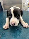 adoptable Dog in  named BISON