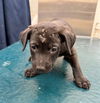 adoptable Dog in  named MARGOT