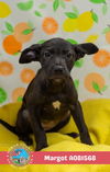 adoptable Dog in  named MARGOT