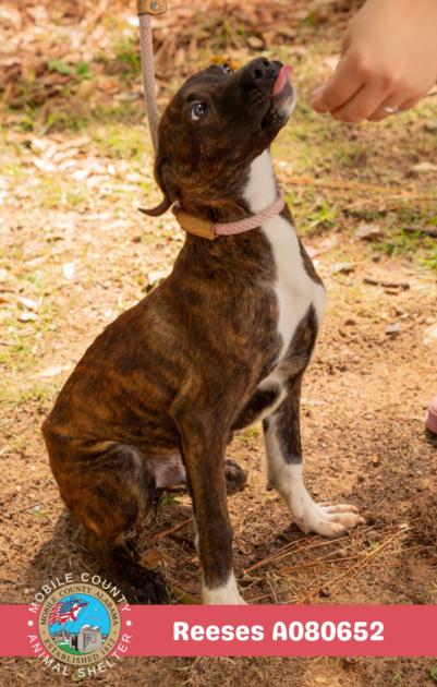 adoptable Dog in Mobile, AL named REESES